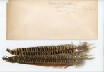 Pheasant feather from London England - Mrs Kepfer.