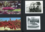postcards - flowering bushes. Florida - Postel boys and Susan. Fountain.