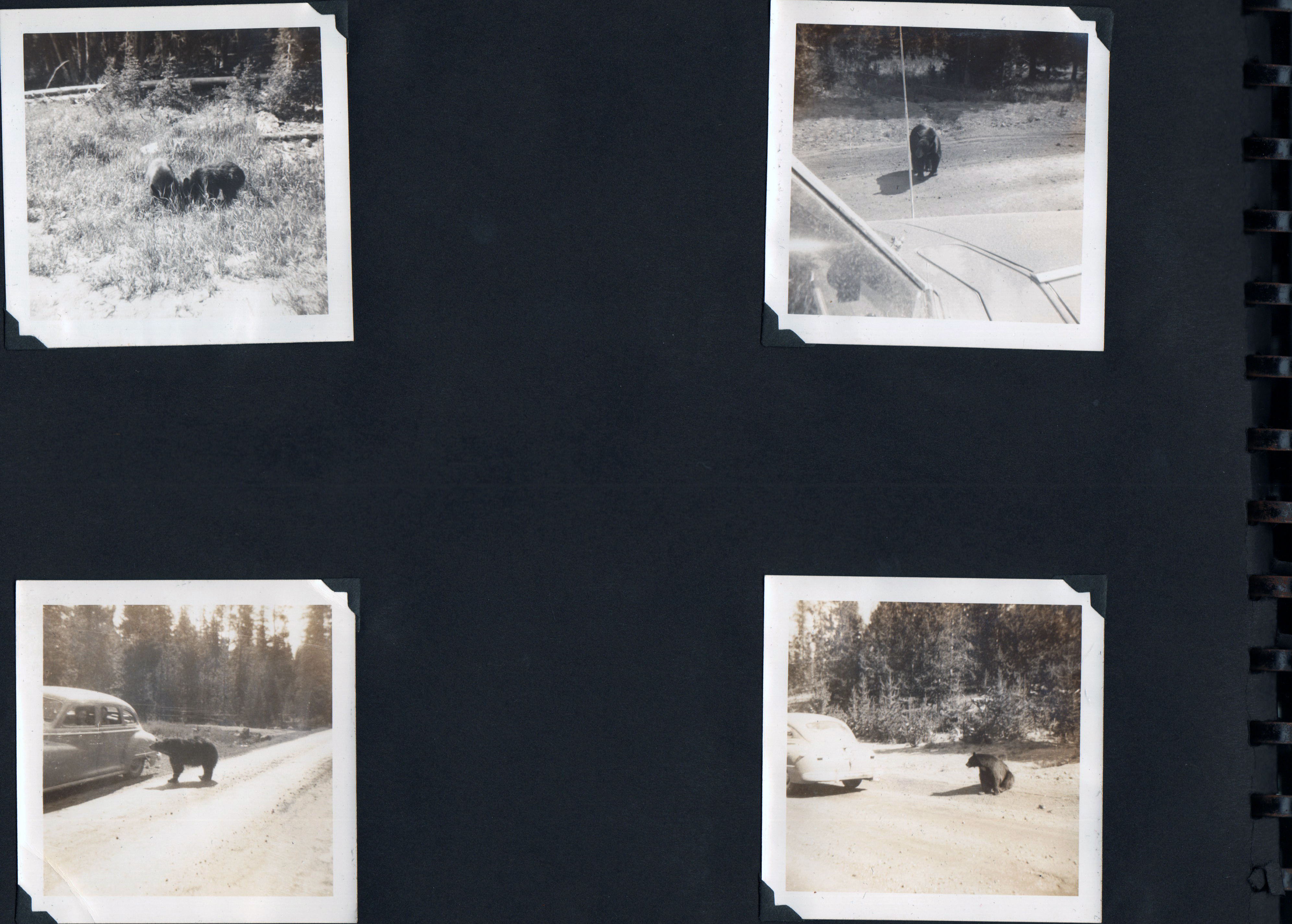 (Yellowstone car and bear)