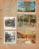 Seed planted by a missionary who brought seed from India - 1962. Postcard - The famous Kapok Tree near Clearwater Florida. Postcards Kapok Tree Inn. Girstle. Helen. Serves 800.