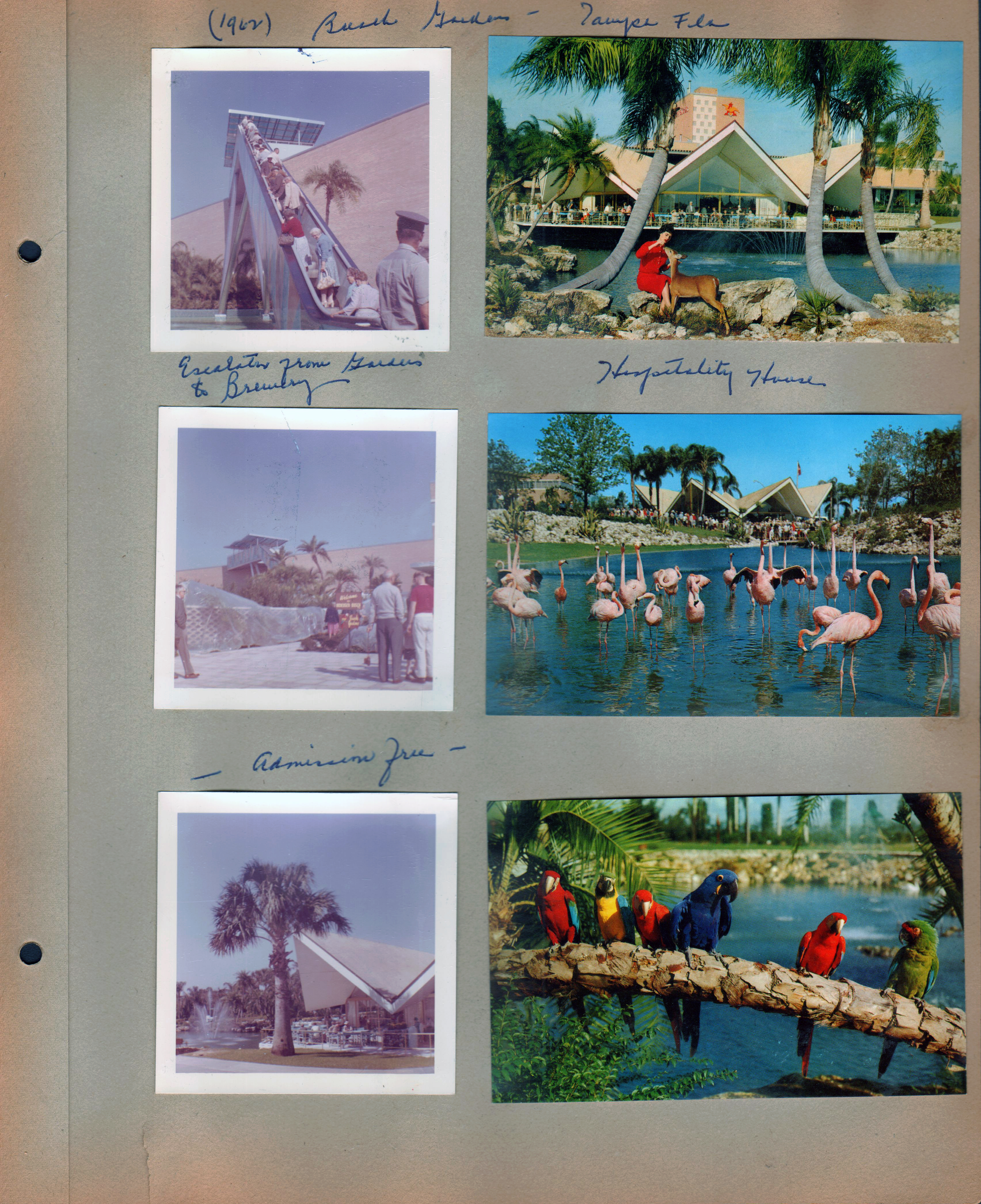 1962 Busch Gardens - Tampa Fla. Escalator from Gardens to brewery. Admission free. Postcards - Busch Gardens - Hospitality House. Flamingos. Parrots.