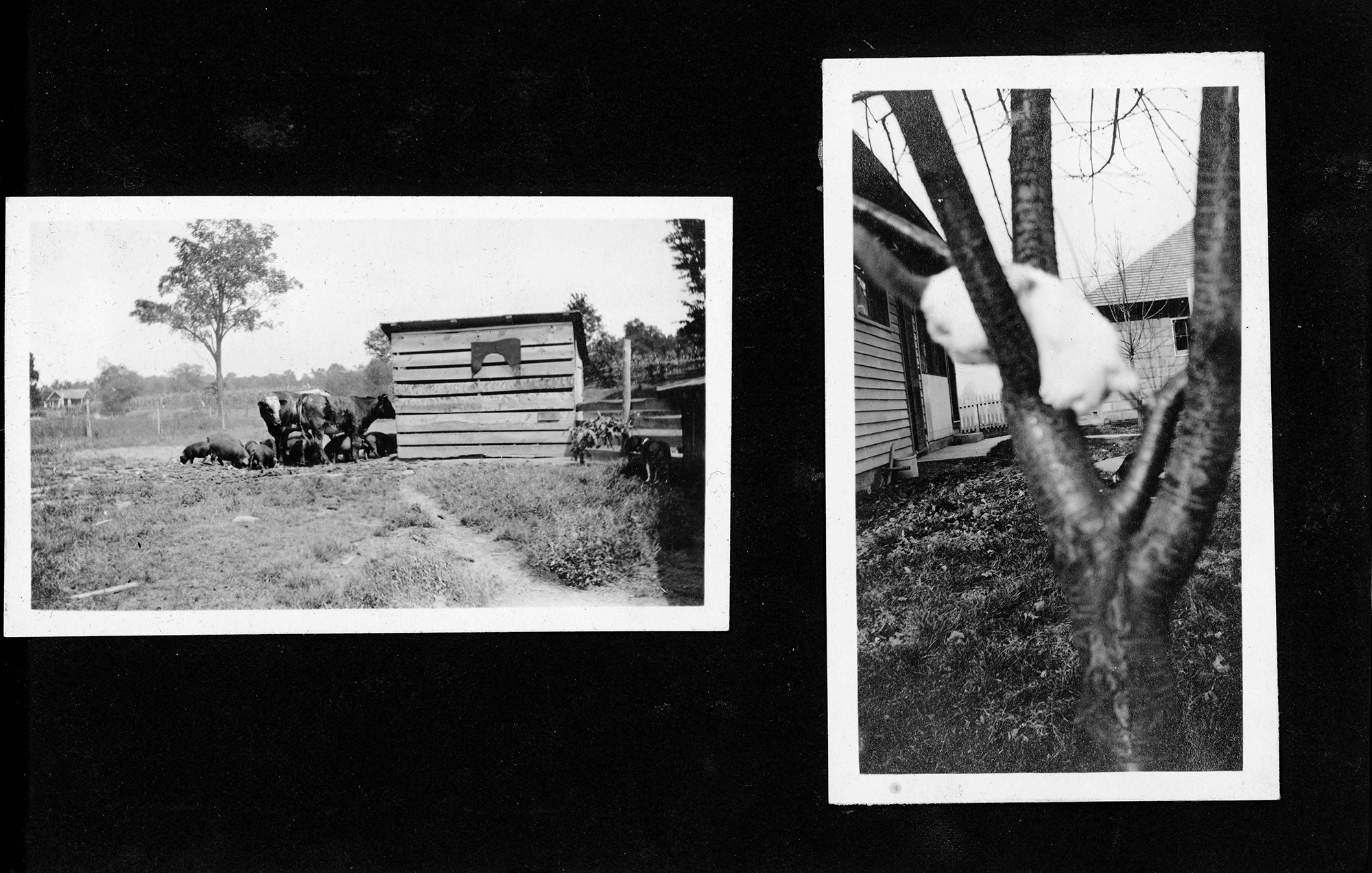 (animals at barn. Cat in tree (?) at 8815 back door)