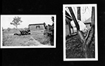 (animals at barn. Cat in tree (?) at 8815 back door)