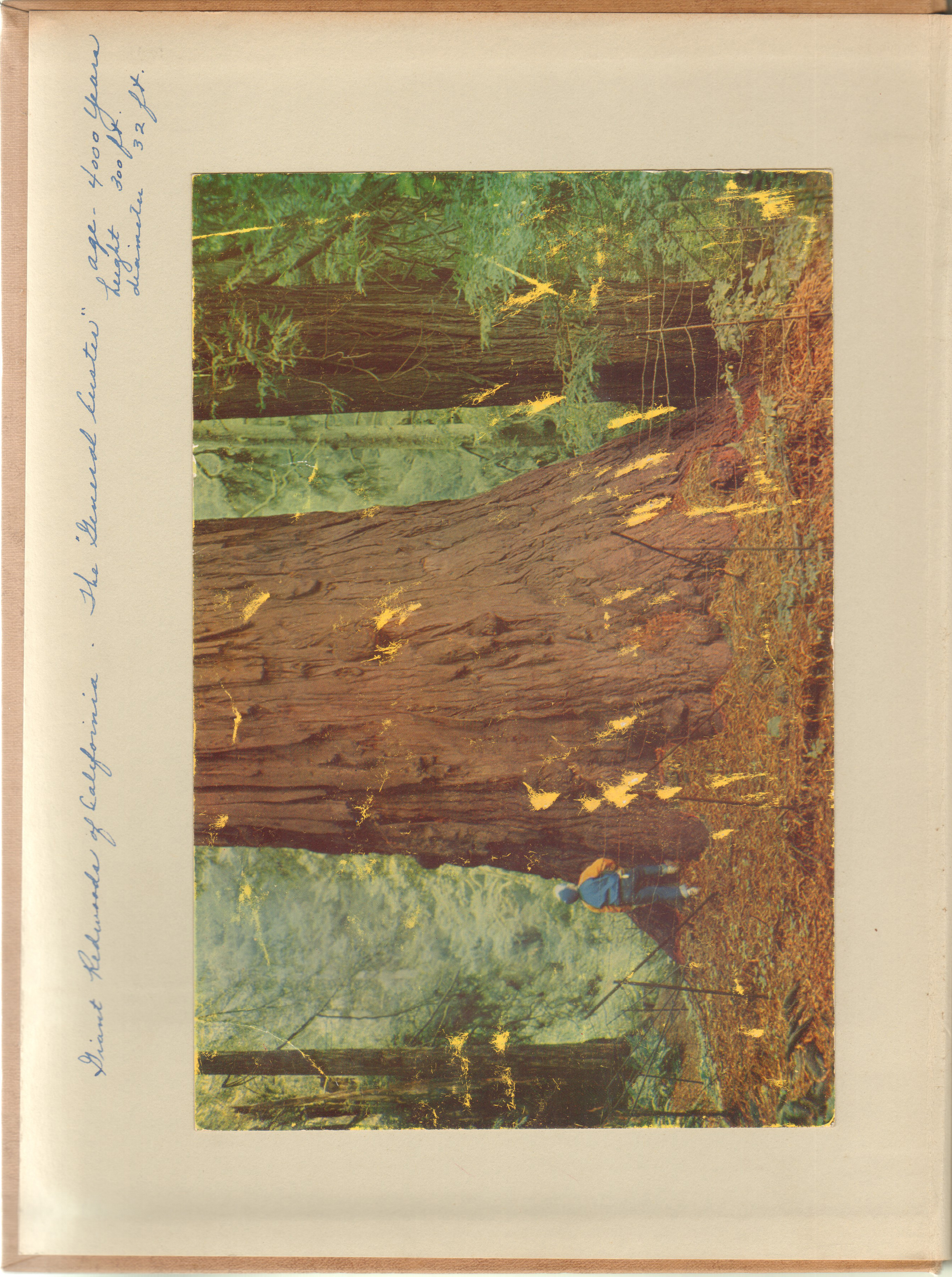 Giant redwood of California