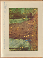Giant redwood of California