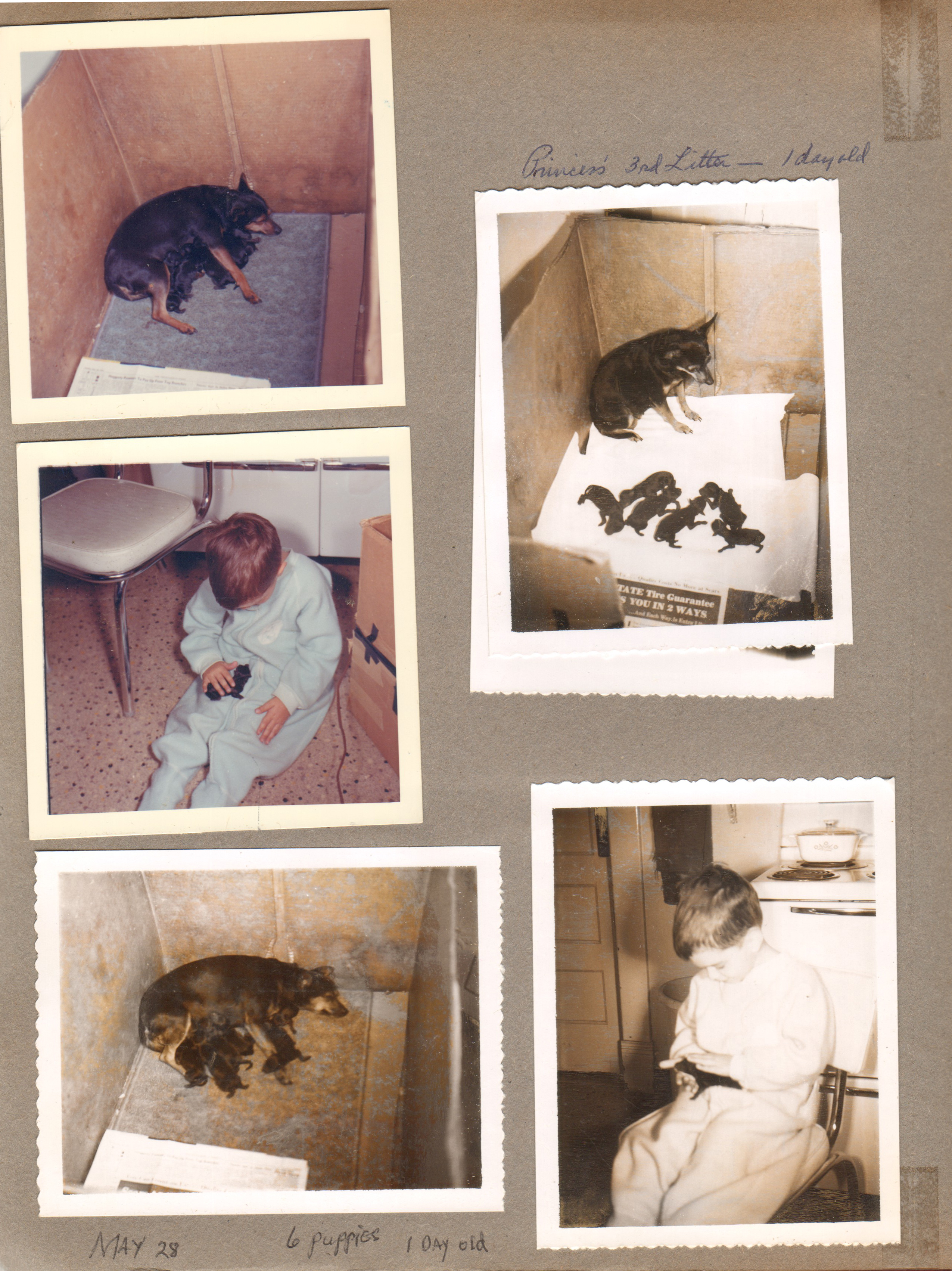 Princess's 3rd litter. Alan in kitchen with pup.