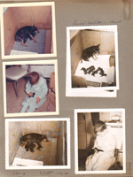 Princess's 3rd litter. Alan in kitchen with pup.