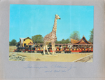 Indianapolis Children's Zoo opened April 1964 at Washington Park - giant postcard 81659-B - giraffe and train.