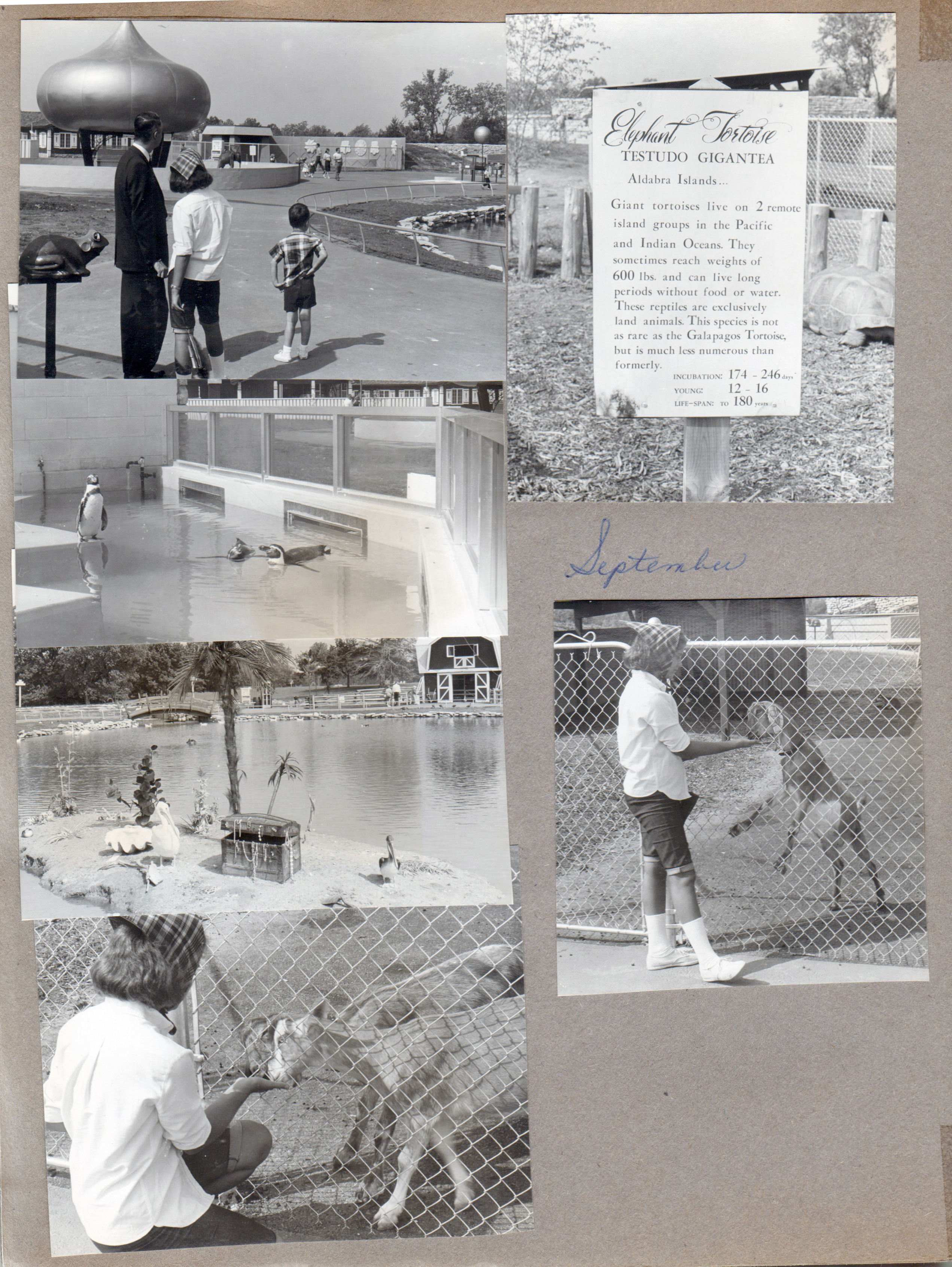 Indianapolis Children's Zoo - John, Susan and Alan. Penguins. Feeding goats