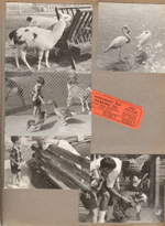 Indianapolis Children's Zoo - llamas, flamingos, Alan feeding ducks and goats. parking ticket 25 cents