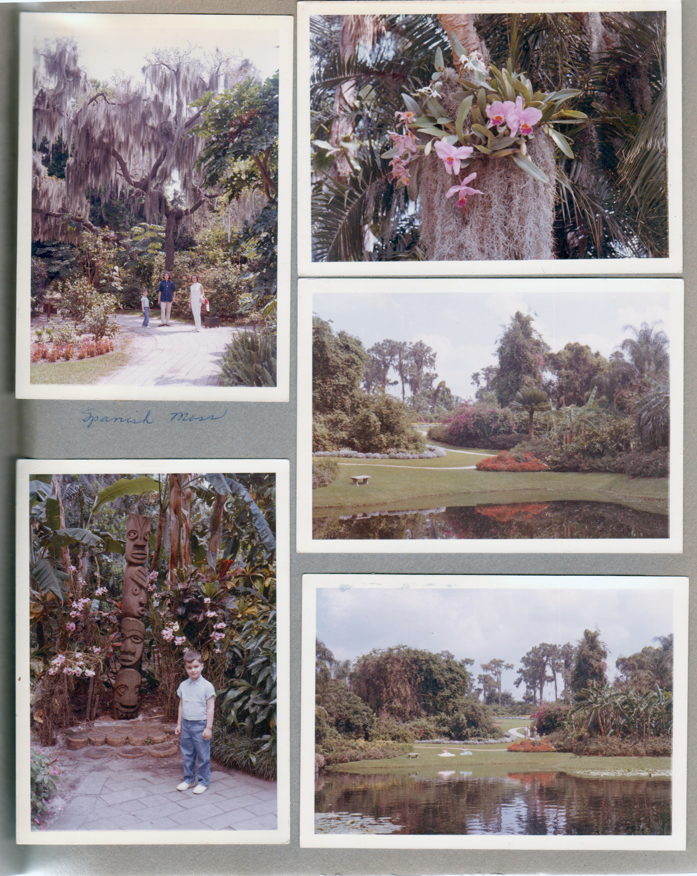 Cypress Gardens - Ocala, FL - Alan, Susan and Rosemary under Spanish Moss. Alan with tiki statue