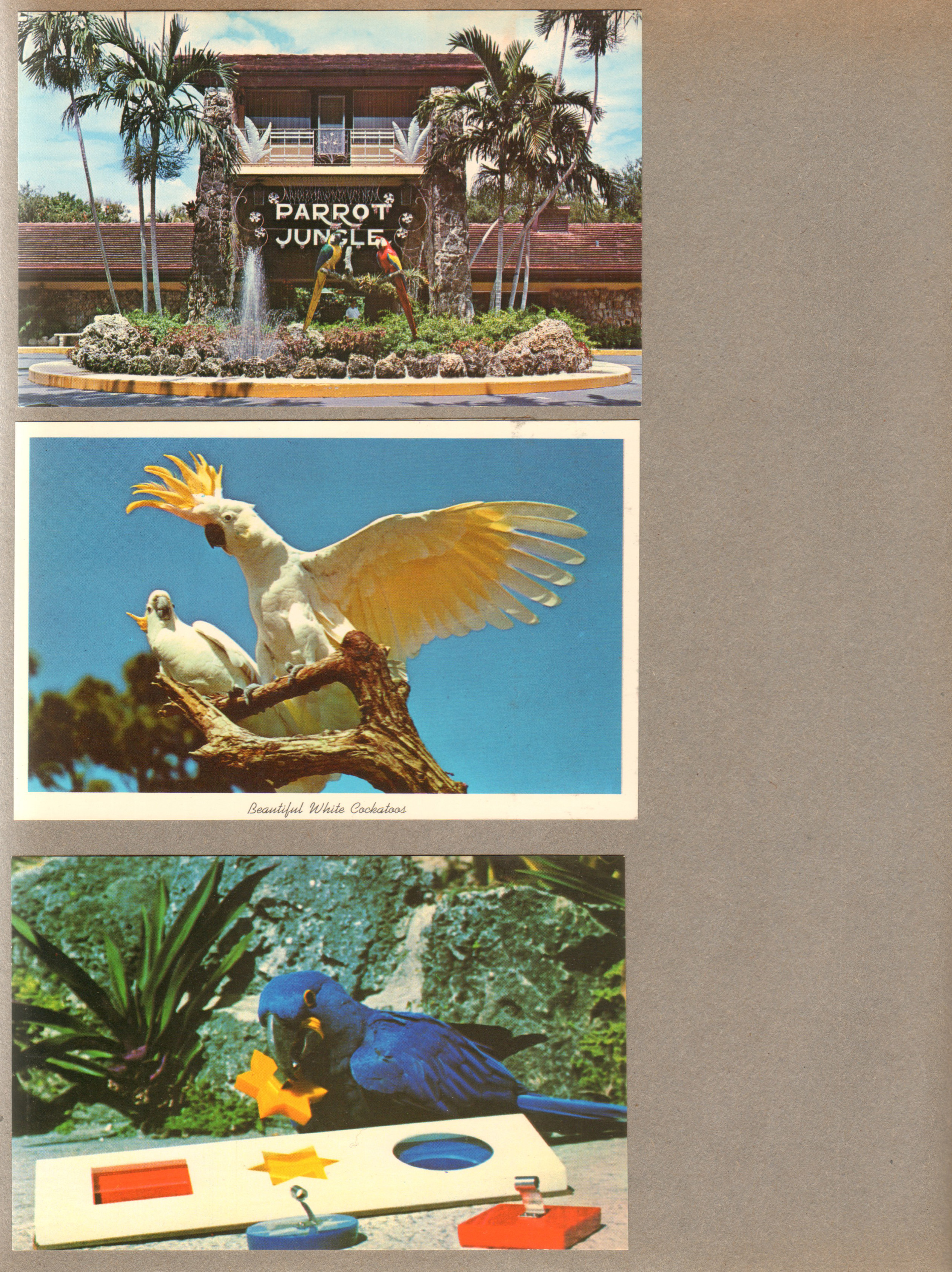 Florida - Parrot Jungle - Miami - Postcard FNC 4825 76741 - Parrot Jungle - entrance. Postcard G.285 5C-K985 - Parrot Jungle - Beautiful White Cockatoos. Postcard FG 107 65841 - Parrot Jungle - 