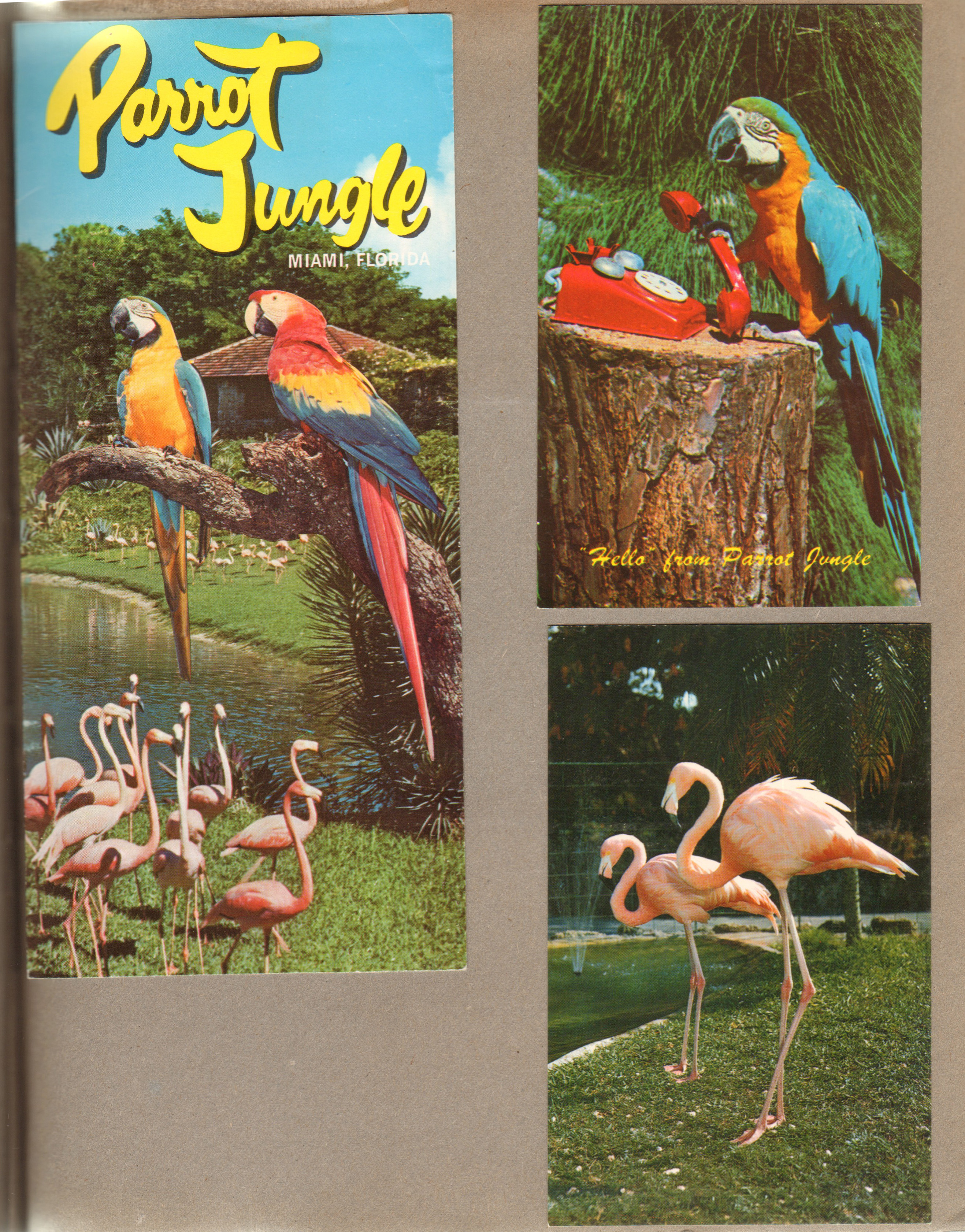 Florida - Parrot Jungle - Miami - Brochure. Postcard FG 109 65843 - Parrot Jungle - Hello from Parrot Jungle. Postcard FNC-11 1302- Parrot Jungle - flamingos.