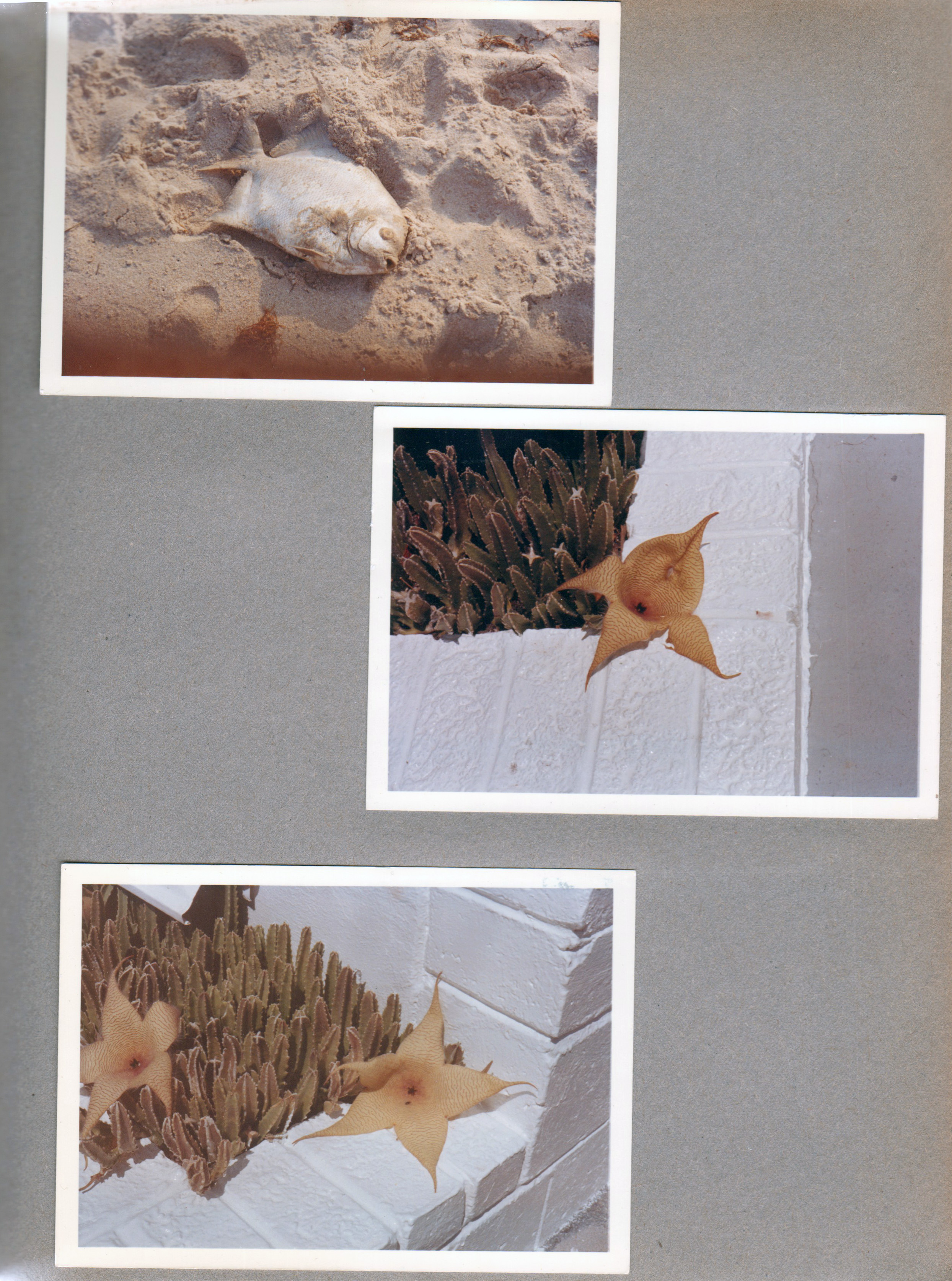 Hollywood Beach - Neptune Apartments - bead fish on beach. Cactus flowers on Surf Road.