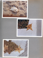 Hollywood Beach - Neptune Apartments - bead fish on beach. Cactus flowers on Surf Road.