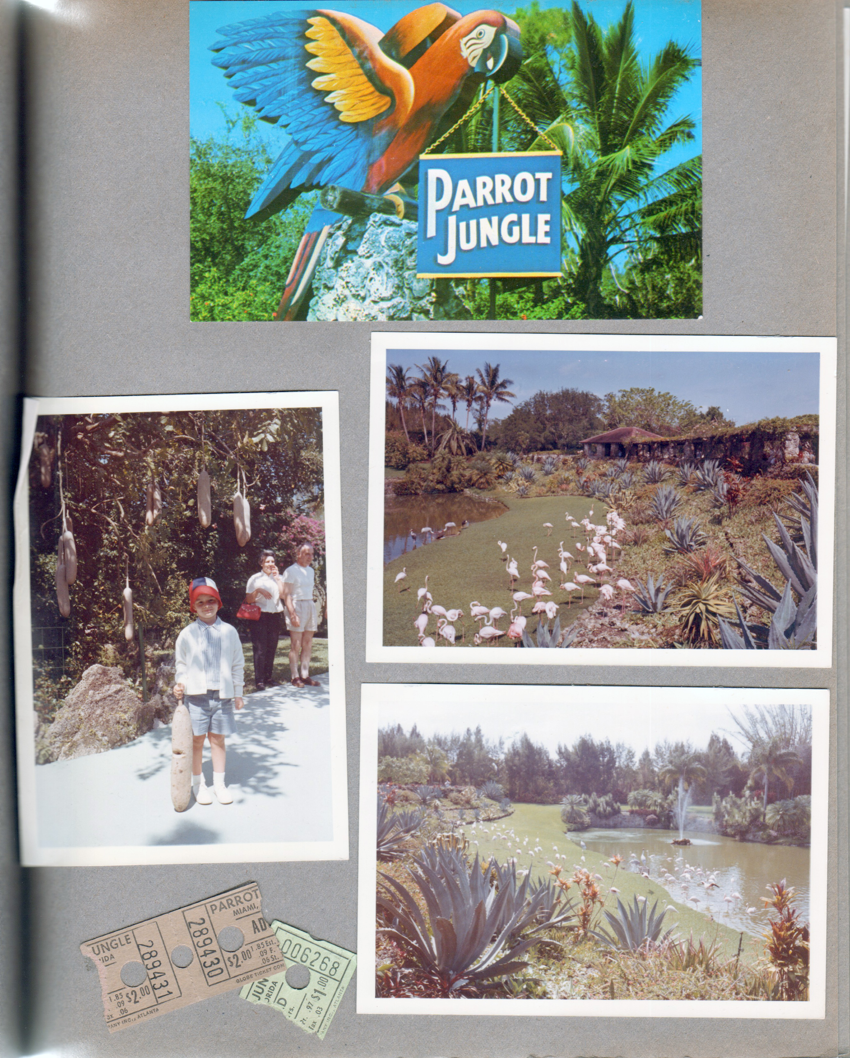 Florida - Parrot Jungle - Miami - Postcard FG 104 65838 - Parrot Jungle sign. Alan under sausage tree. Flamingos. Ticket stubs. 