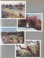 Florida - Parrot Jungle - Miami - lake with flamingos. Alan in courtyard with bougainvillea. Parrot in tree.