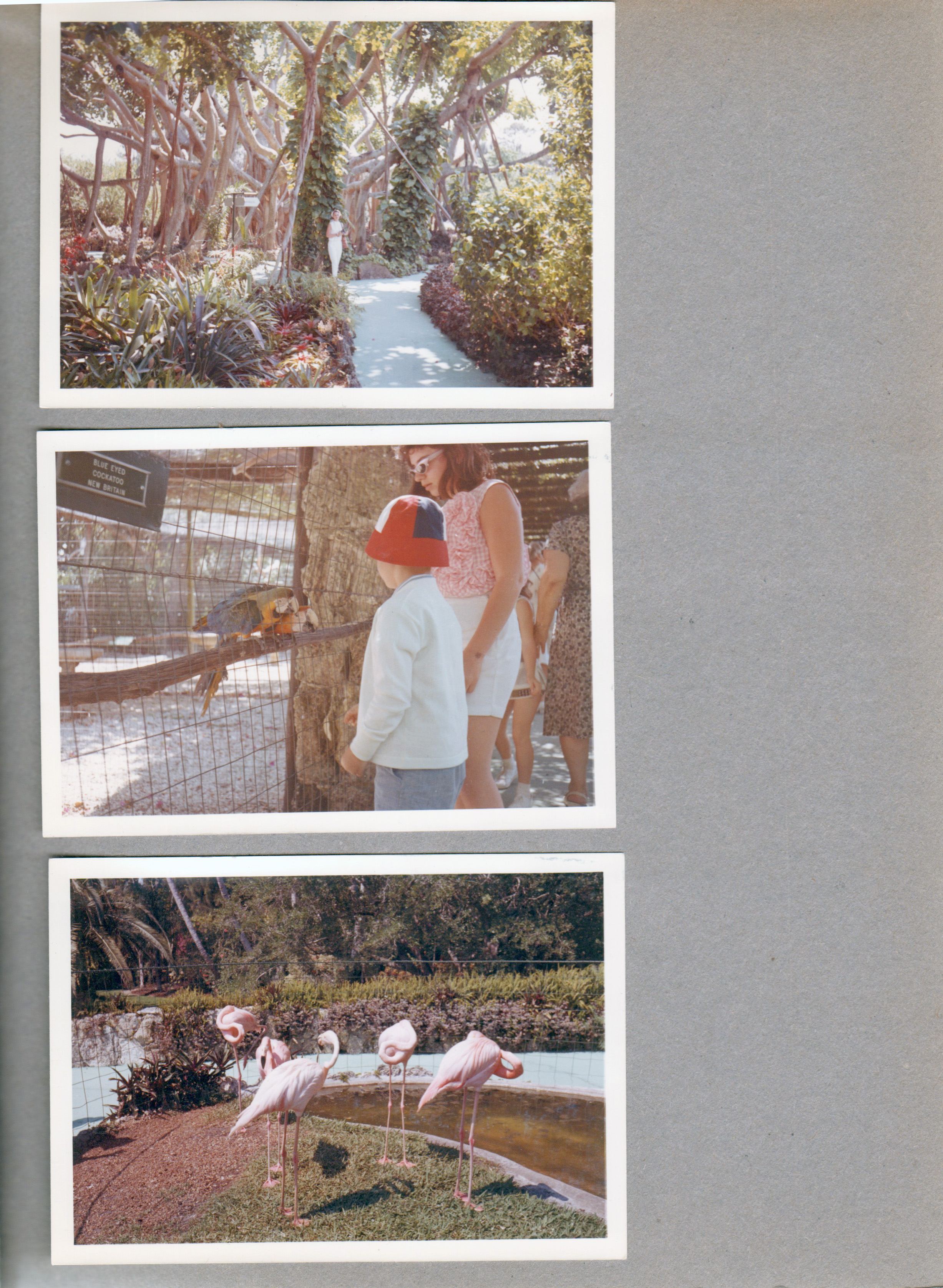 Florida - Parrot Jungle - Miami - Rosemary among sausage trees. Alan and parrot. Flamingos.