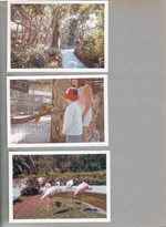 Florida - Parrot Jungle - Miami - Rosemary among sausage trees. Alan and parrot. Flamingos.