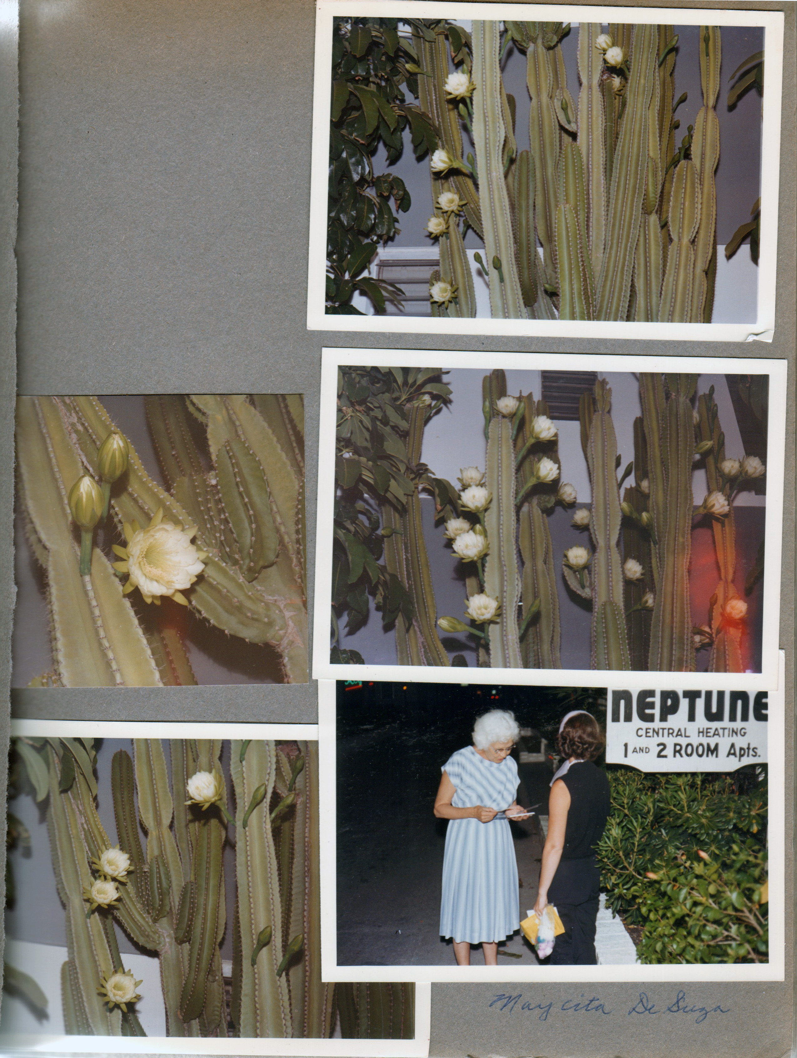 Hollywood Beach - Neptune - on Surf Road side - cactus flowers. Maycita DeSuza and Rosemary nu sign
