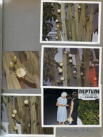 Hollywood Beach - Neptune - on Surf Road side - cactus flowers. Maycita DeSuza and Rosemary nu sign