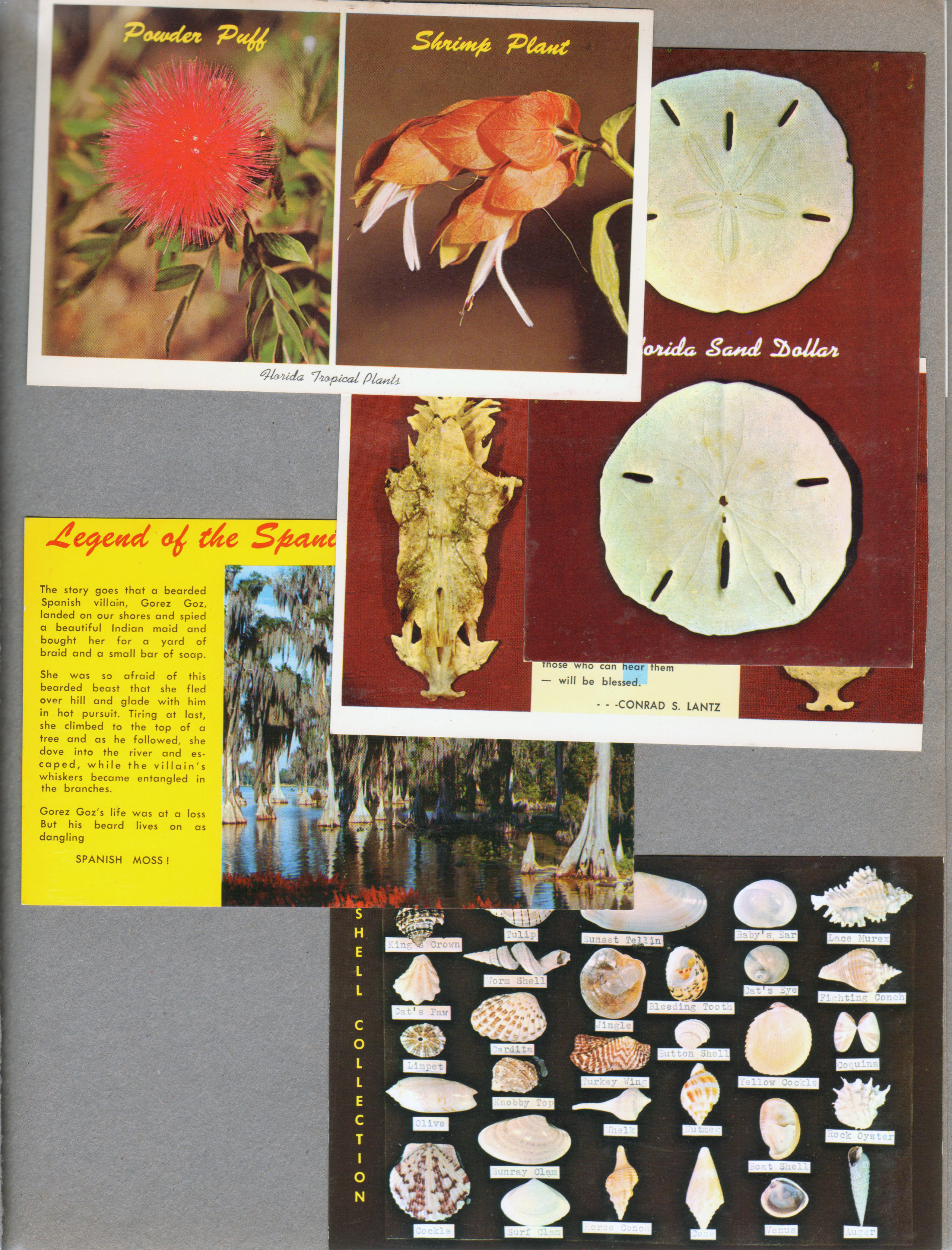 Postcard FK.141 3DK-537 - Powder Puff and Shrimp Plant - Florida Tropical Plants. Postcard L-16 7 K-11149- Florida Sand Dollar. Postcard FK.41 1DK-990- Legend of the Crucifix Fish. Postcard FG 124 73582 - Legend of the Spanish Moss. Postcard FG 119 66836 - Shell Collection
