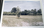houses (maybe Driftwood Hills?)