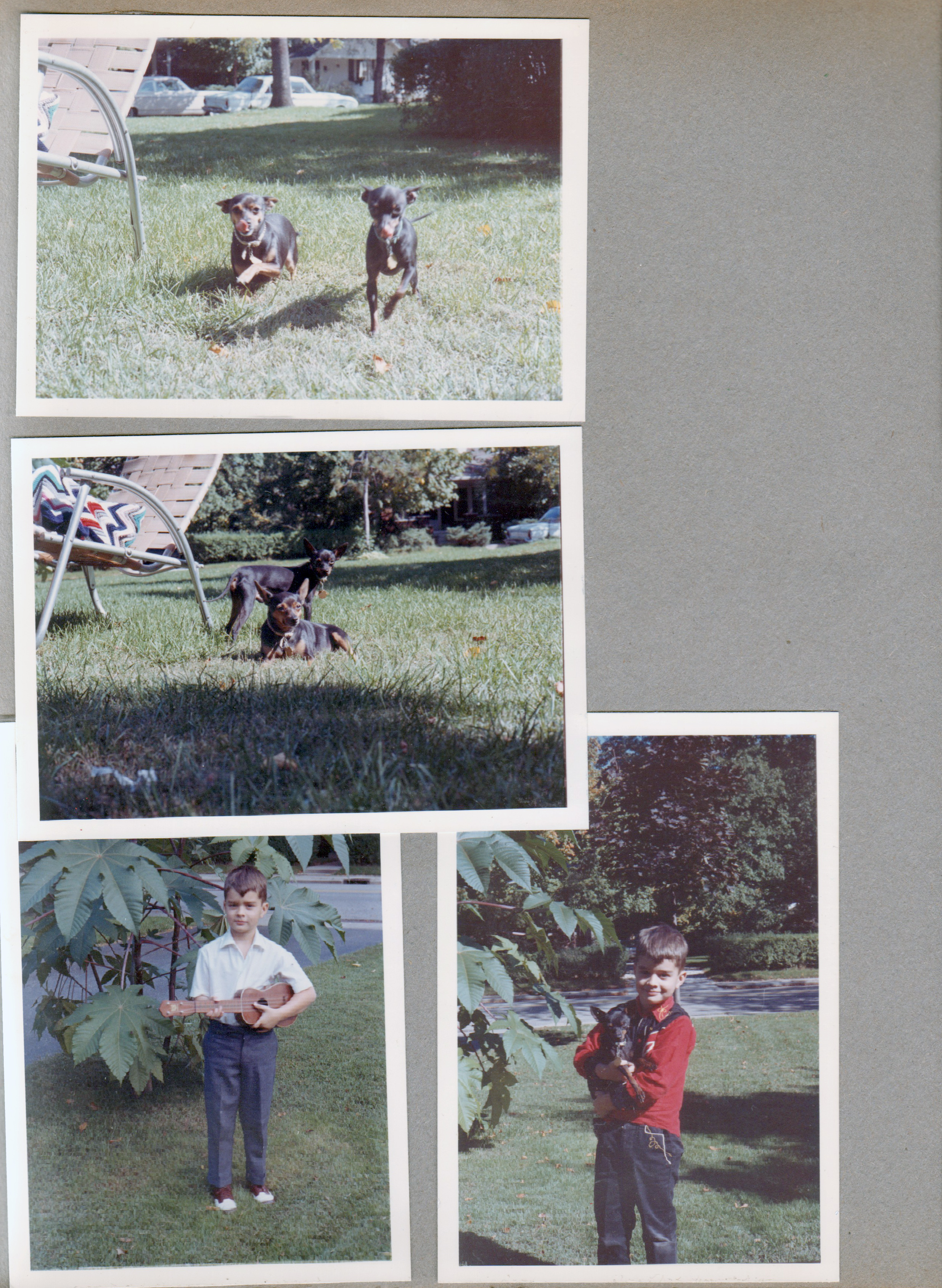 6122 yard - Princess and Shakespeare. Alan with ukulele next to castor beans. with Shakespeare