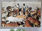 Postcard P65820- Children at Deer Ranch
