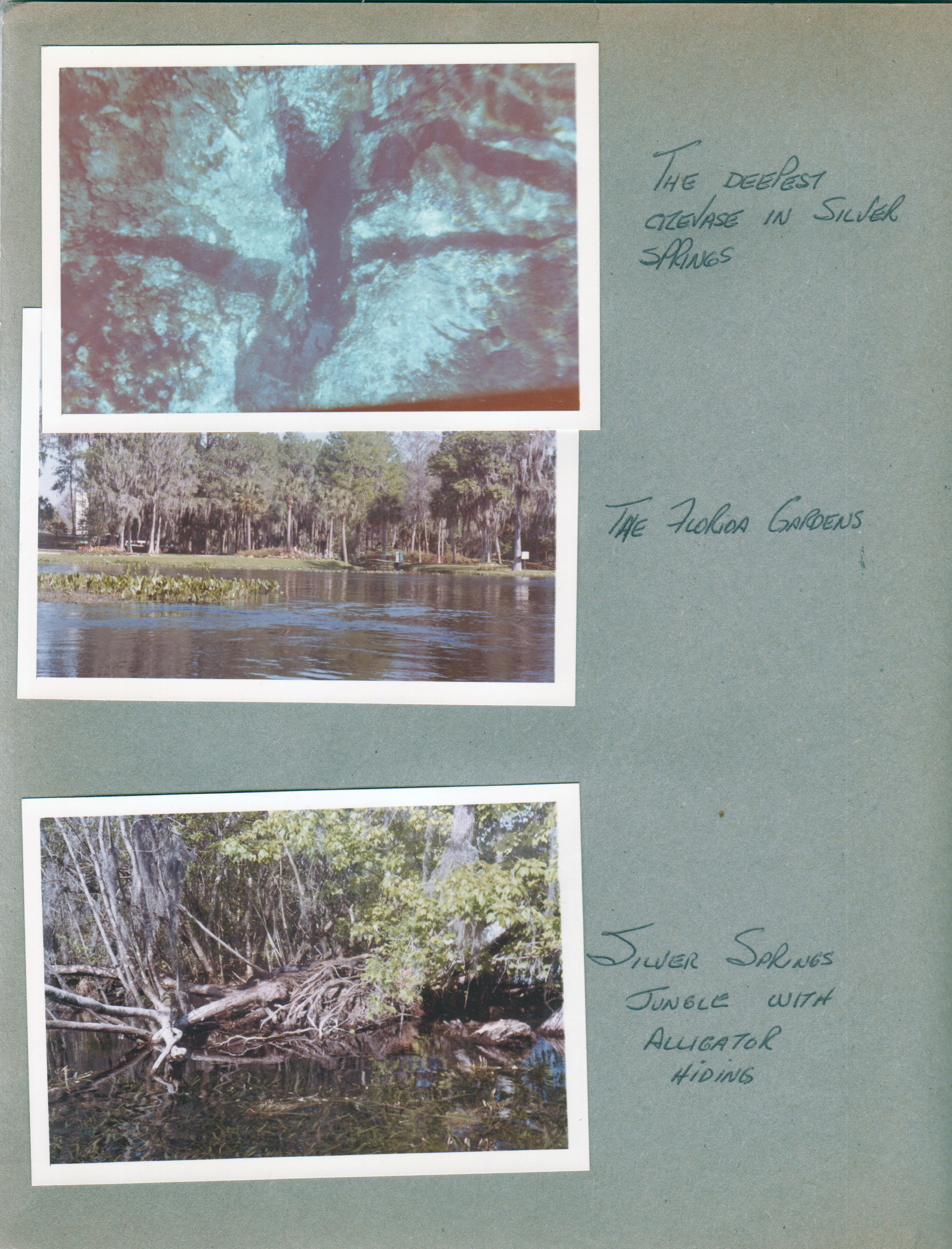 Silver Springs - Ocala, FL - deepest crevasse. Florida Gardens. Alligator
