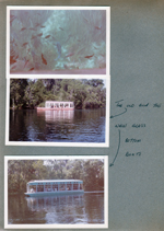 Silver Springs - Ocala, FL - fish under boat. The old and new Glass Bottom boats