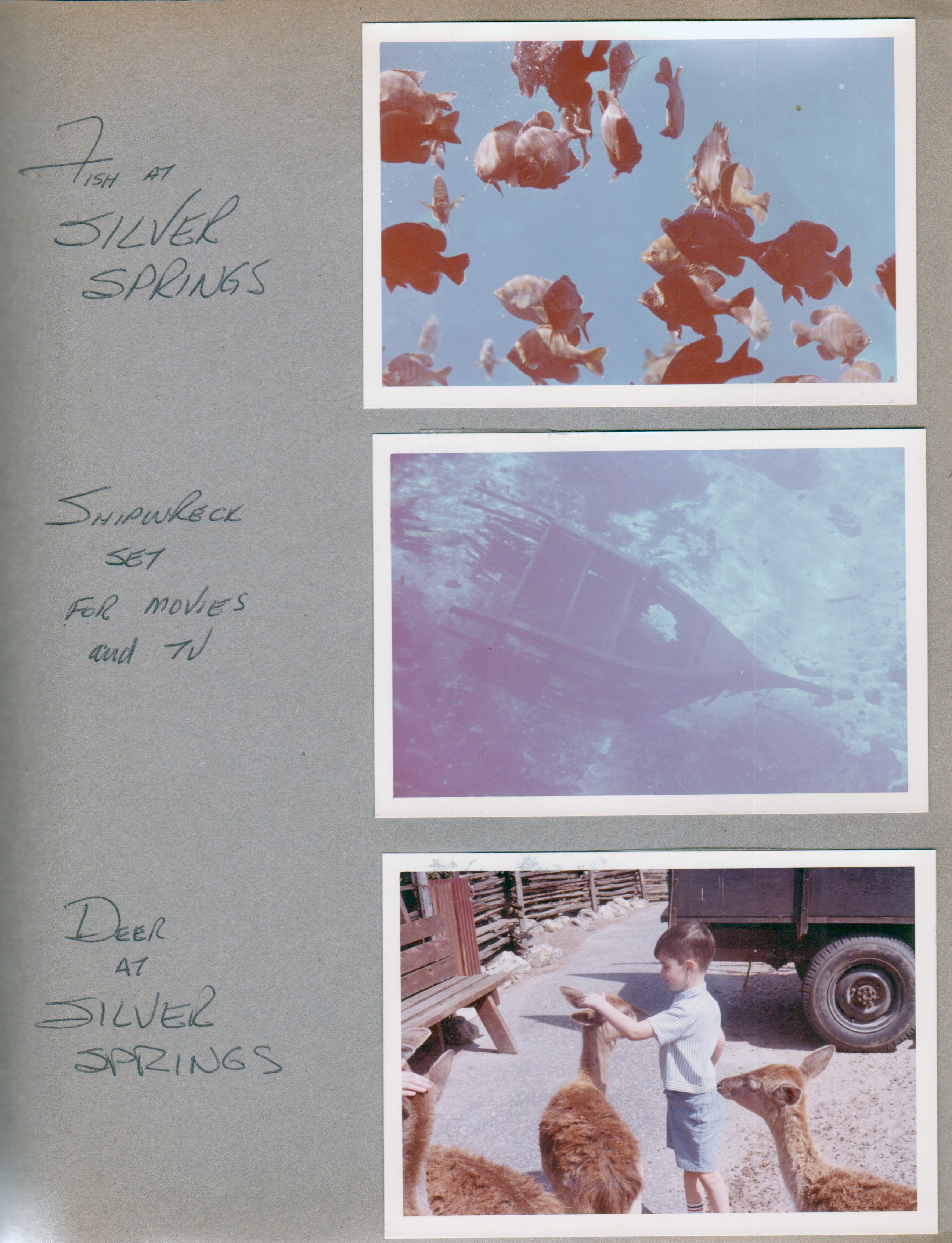 Silver Springs - Ocala, FL - ship wreck from movies and TV. Deer Ranch - Alan feeding deer.
