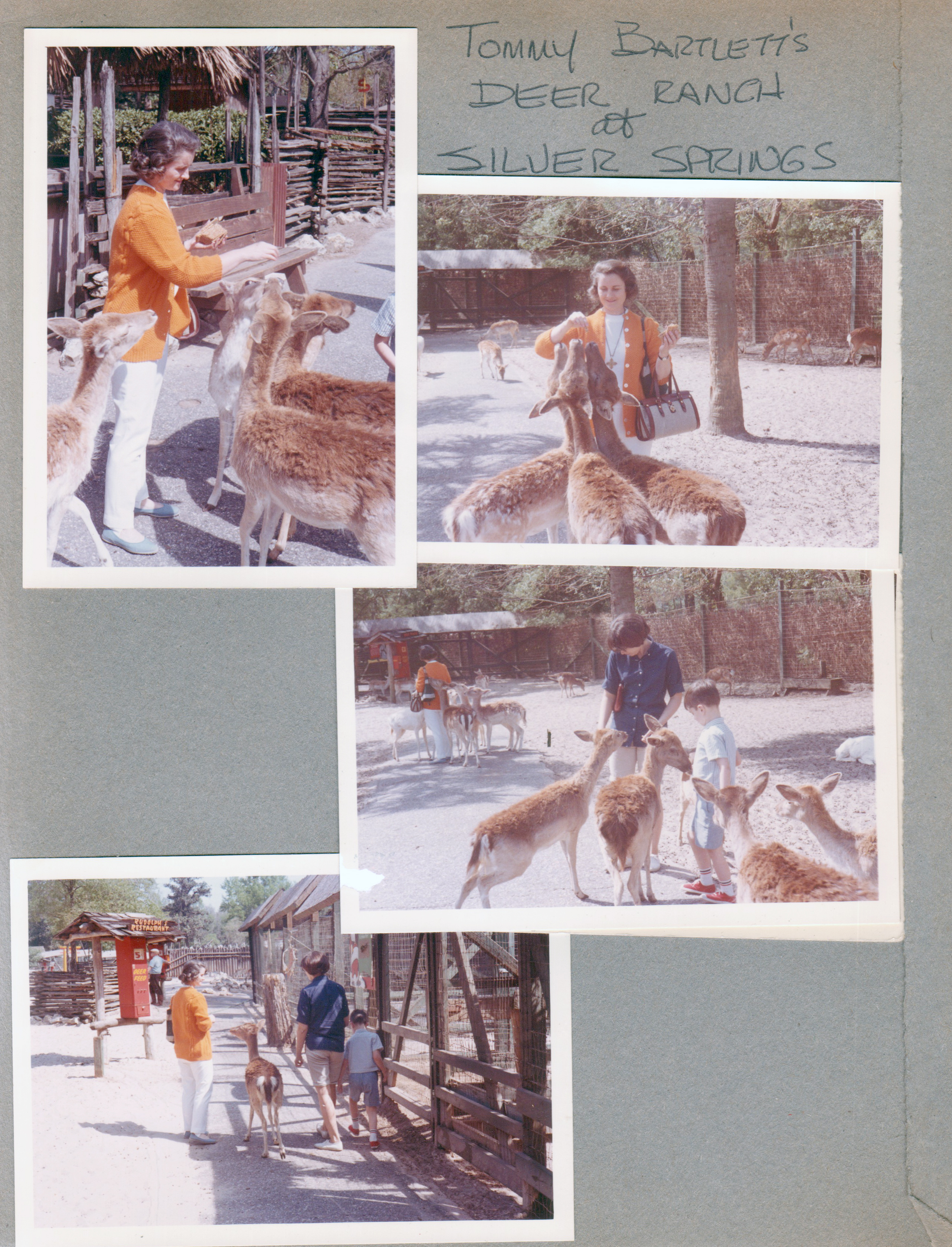 Silver Springs - Ocala, FL - Deer Ranch - Rosemary, Susan and Alan feeding deer.