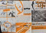 Marine Life brochure - Dania Beach