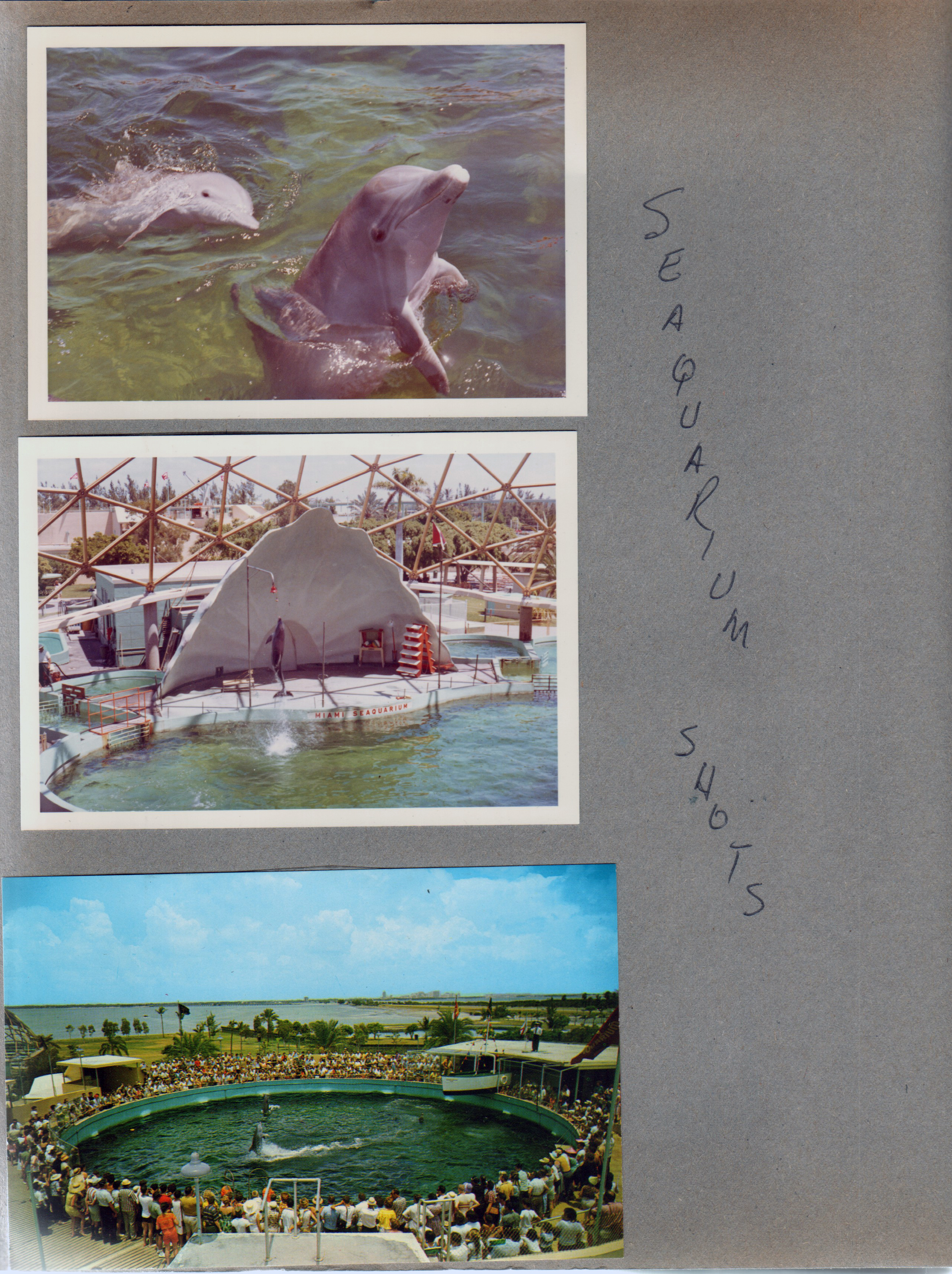 Miami Seaquarium - porpoise show. Postcard FNC 4401 55223 - Cha Cha and understudy porpoises at Miami Seaquarium