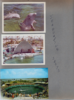 Miami Seaquarium - porpoise show. Postcard FNC 4401 55223 - Cha Cha and understudy porpoises at Miami Seaquarium