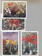 6122 - tulips in bloom - yard and by playhouse.