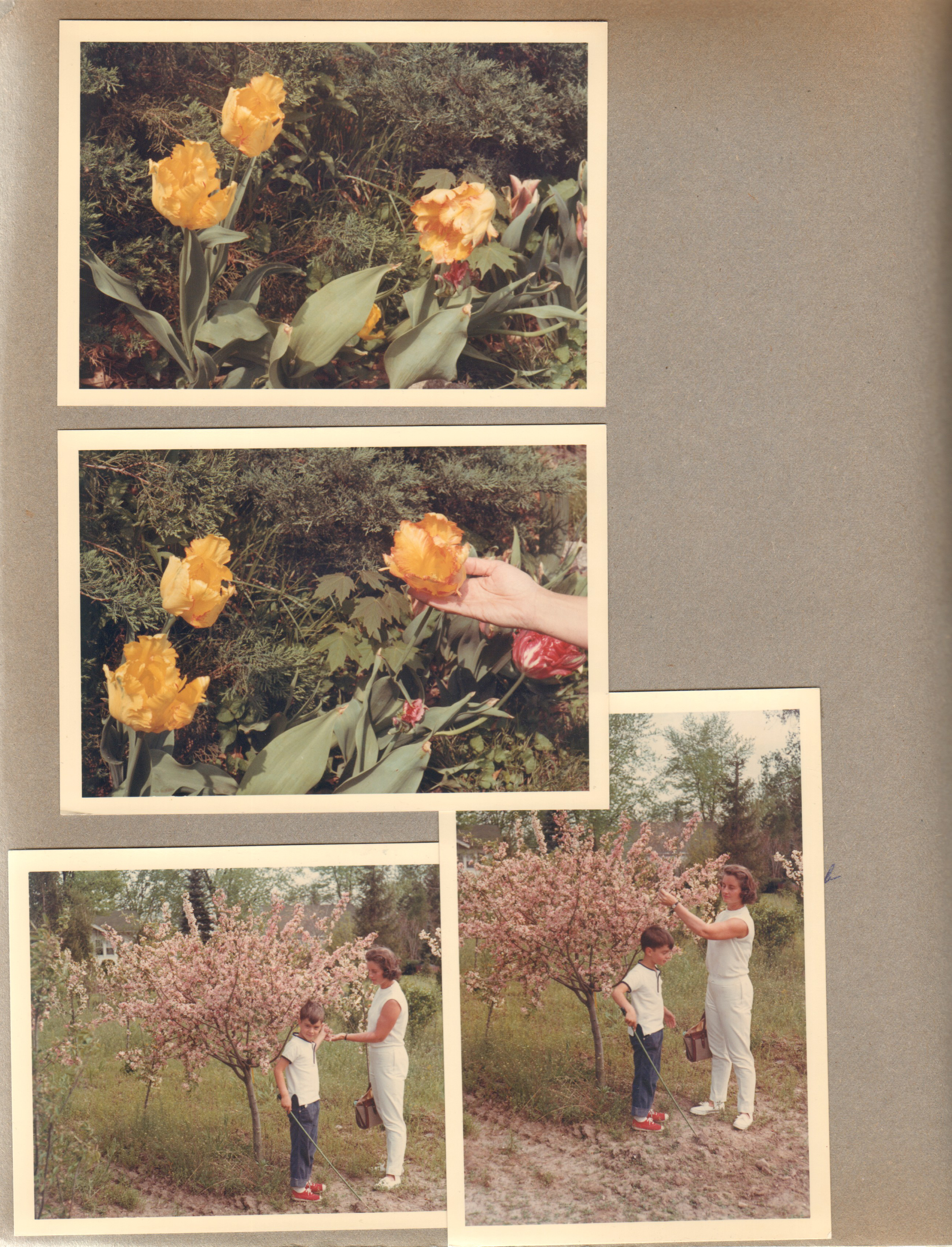 6122 - tulips in bloom - Alan and Rosemary new pink flowering crab apple tree.