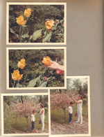6122 - tulips in bloom - Alan and Rosemary new pink flowering crab apple tree.