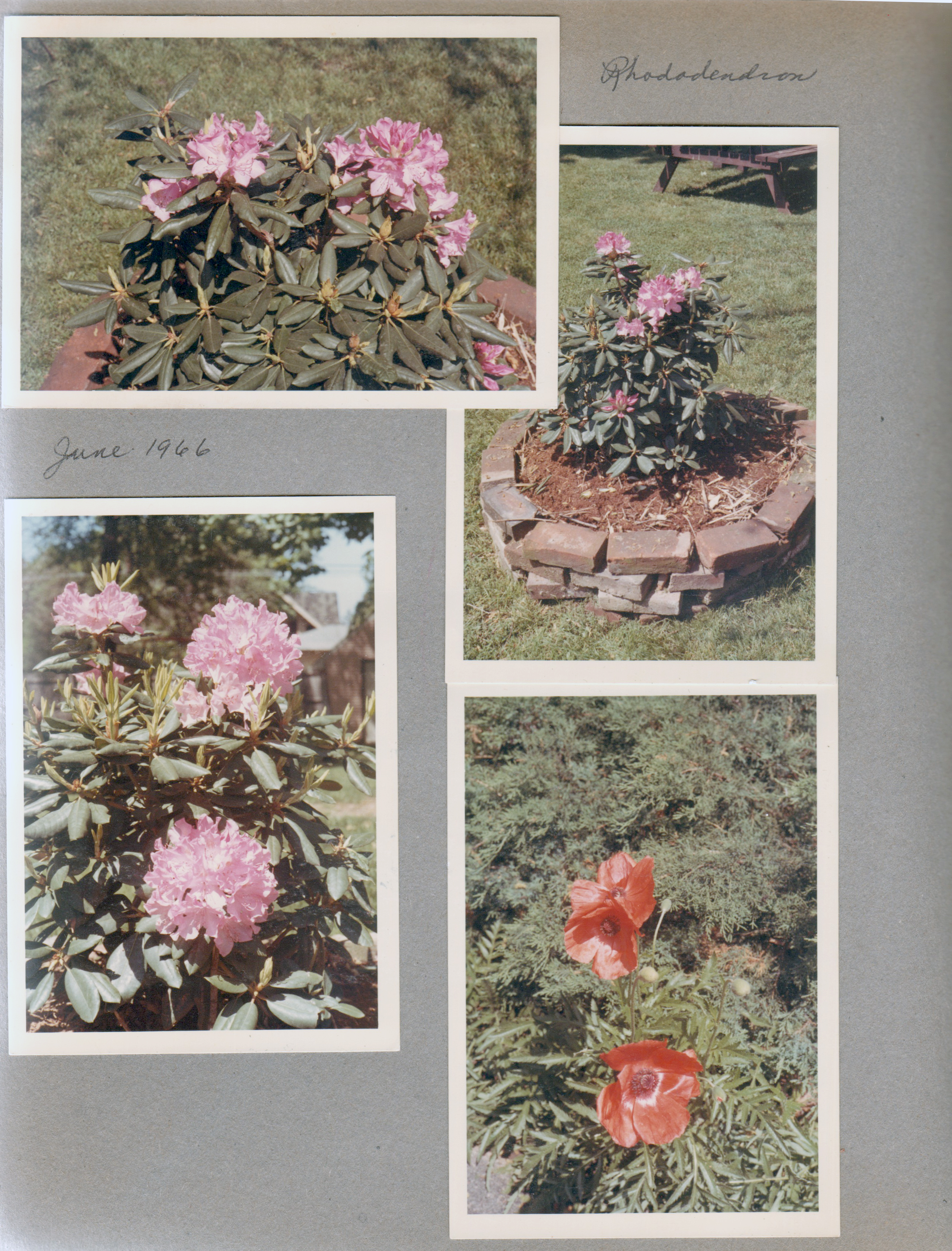 6122 yard - Rhododendron and poppies