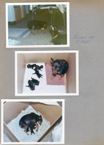 6122 kitchen -  Princess has 5 puppies.