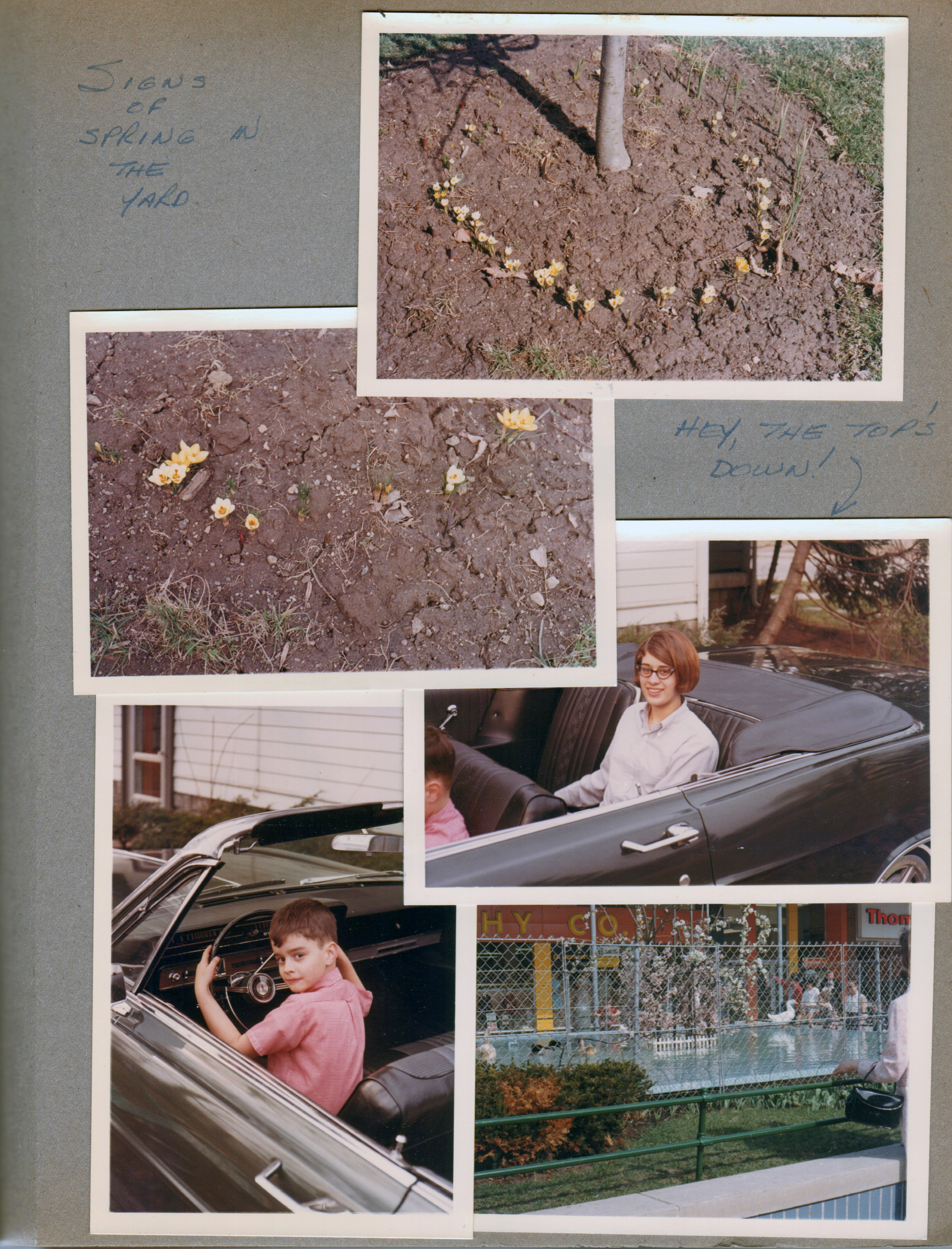 6122 crocus sprouting. Susan and Alan in Ford Galaxie 500 convertible. Glendale Mall garden and water with ducks - GC Murphy Co