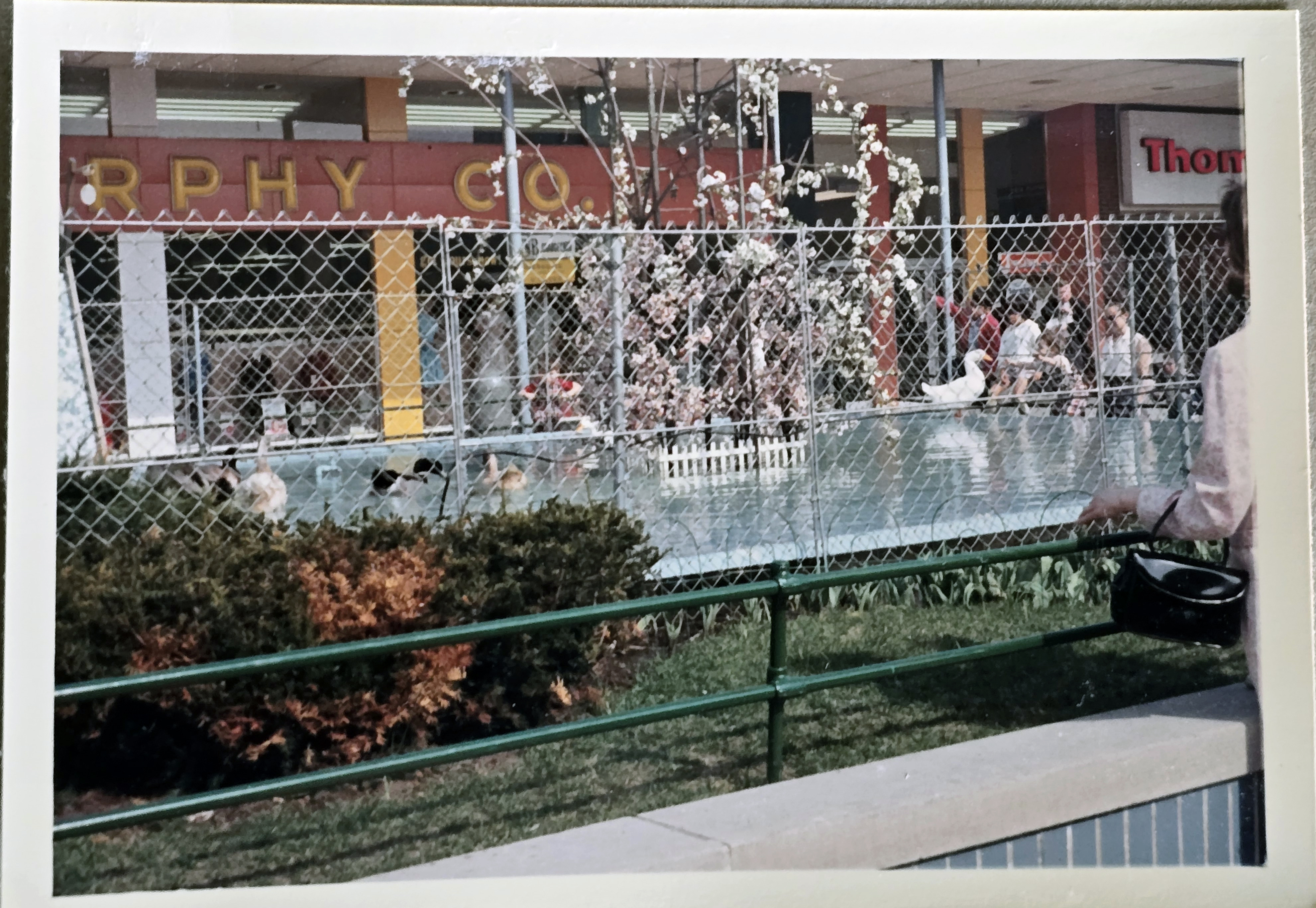 Glendale Mall garden and water with ducks - GC Murphy Co
