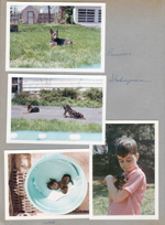 6122 yard -  Princess and Shakespeare. Puppies in laundry basket. Alan with puppy.