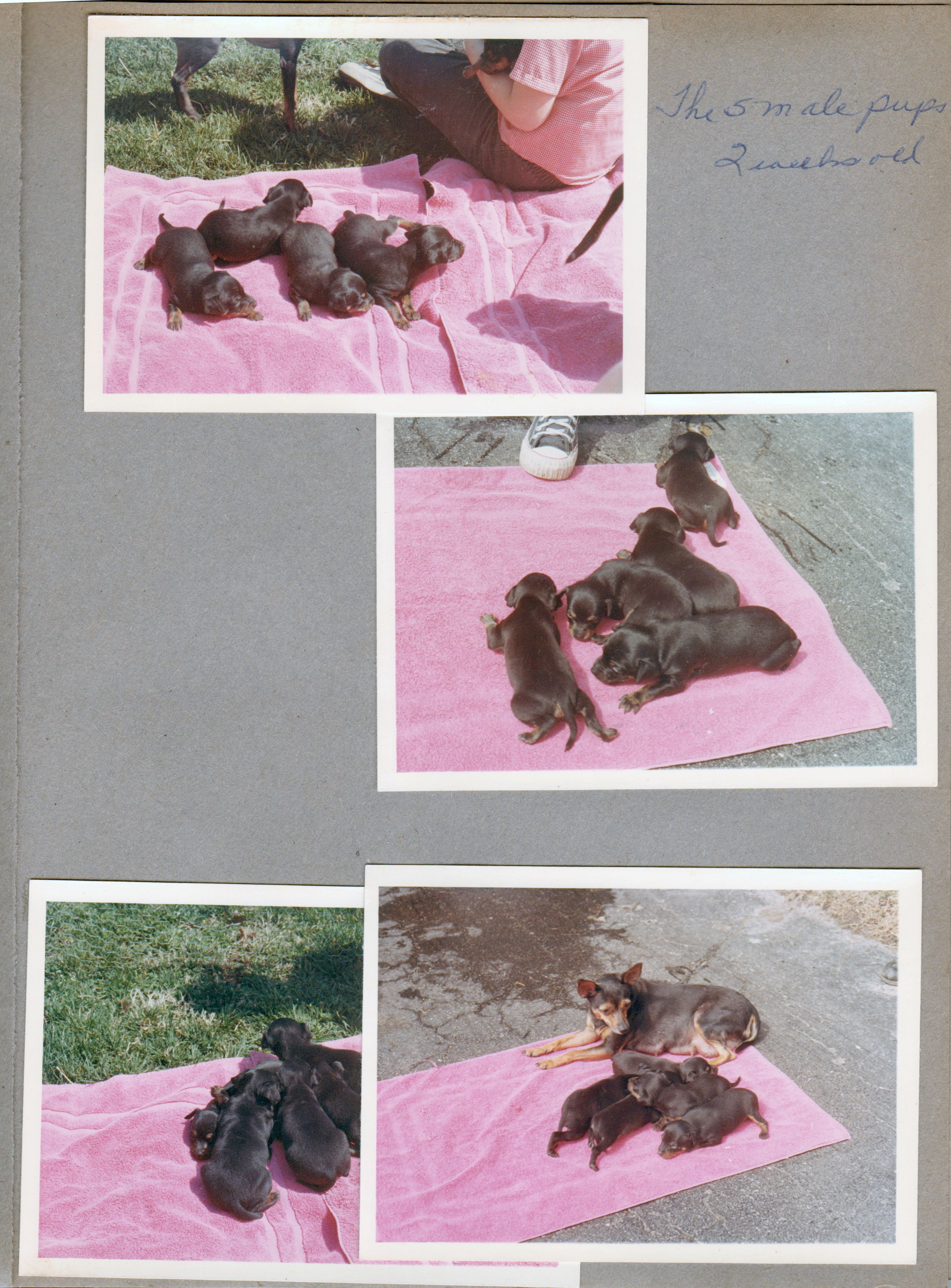 6122 yard -  Princess with 5 puppies
