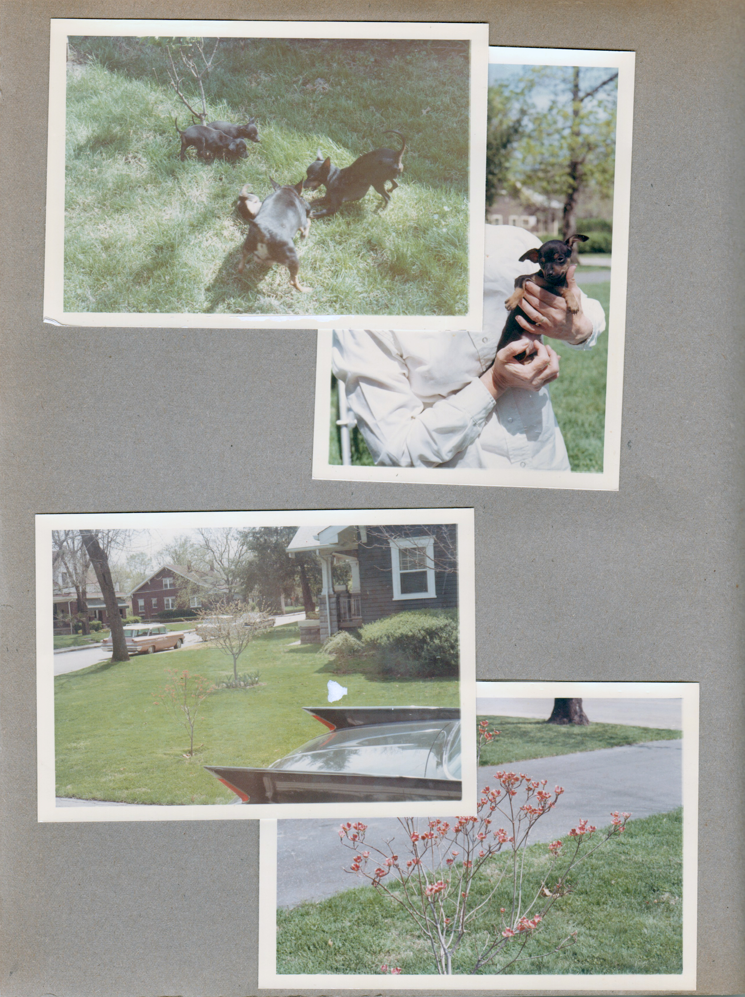 6122 yard -  Princess and Shakespeare with puppies. Carrollton looking southeast - Cadillac fins. Tiny dogwood tree.