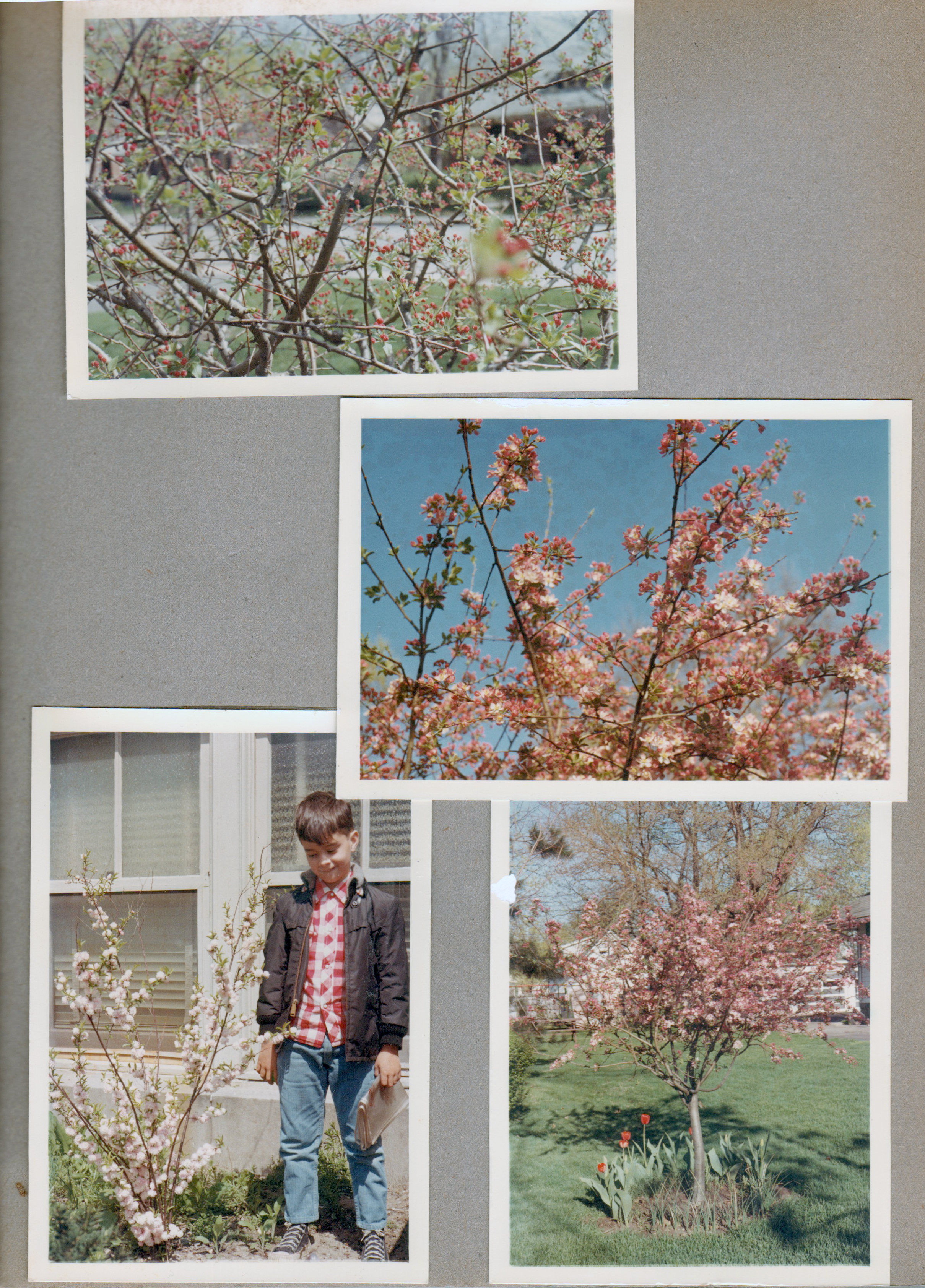 6122 crab apple tree blooming. Alan by almond at School 80.