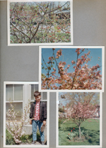 6122 crab apple tree blooming. Alan by almond at School 80.