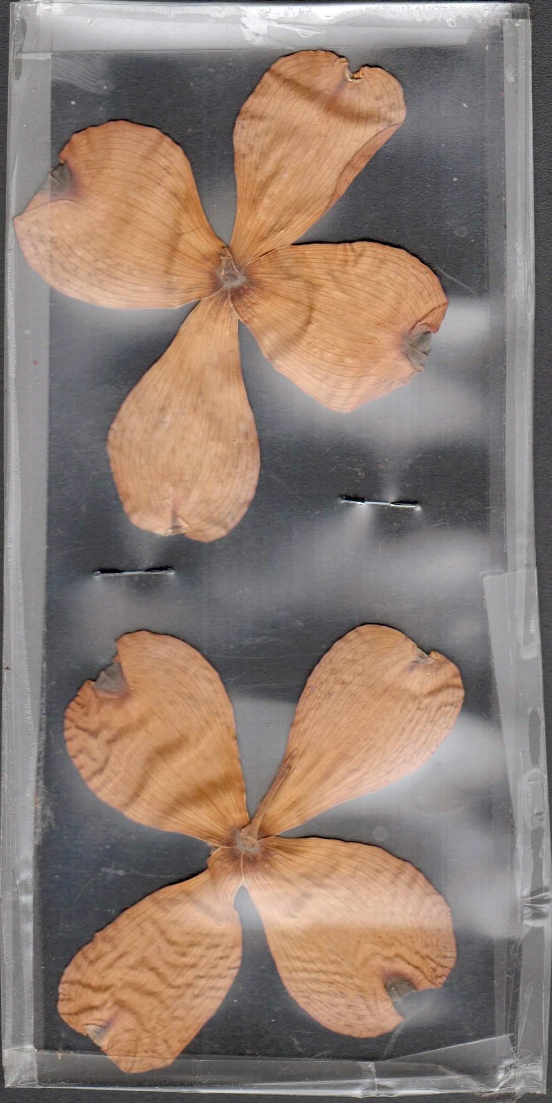 dried dogwood flower