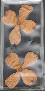 dried dogwood flower